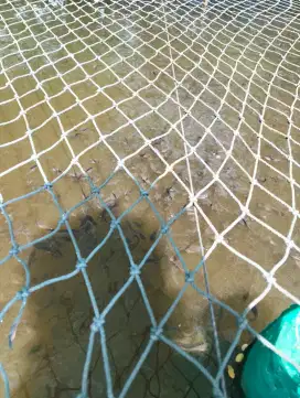 Bibit ikan lele