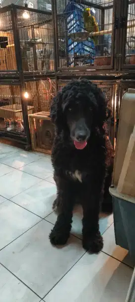Anjing Bernedoodle