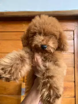 Red toy poodle betina 5 bulan stb + vaksin