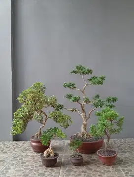 Bonsai hias jual 5 pohon
