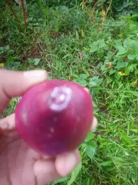 Pucuk merah dan ubi ungu