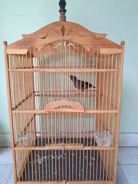 Burung jalak kebo.