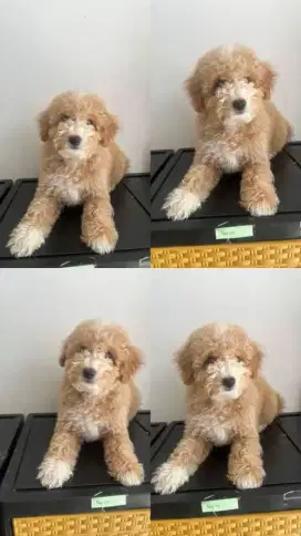 Anjing Poodle x Maltese Good Quality Maltipoo