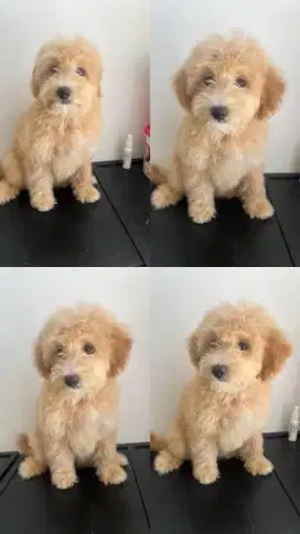 Anjing Poodle x Maltese Good Quality Maltipoo