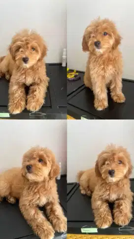 Anjing Poodle x Maltese Good Quality Maltipoo
