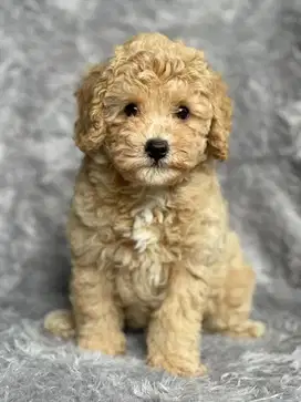 Toy Poodle Jantan