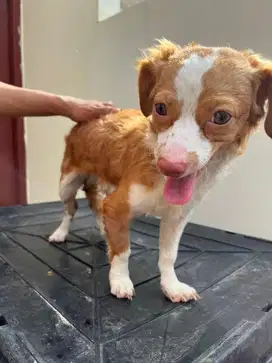 Semi Hibah Anjing Poodle mix