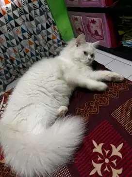 Kucing Persia Longhair