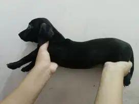 Puppy Tekel Mix Mini Pinscher