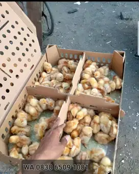 JUAL DOC AYAM PETELUR fres TETASAN BATUJAJAR BANDUNG BARAT SIAP KIRIM