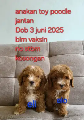 Anakan toy poodle