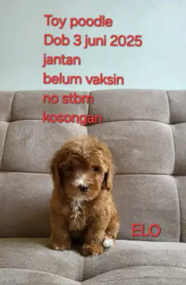 Anakan toy poodle