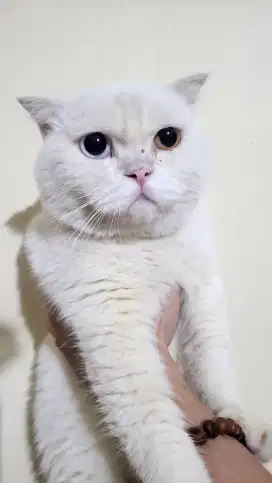 kucing scottish fold pacak / kawin