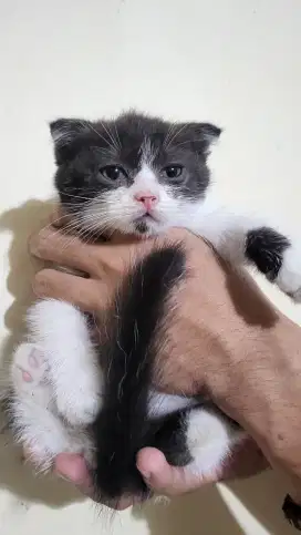 Anakan kitten scottish fold betina
