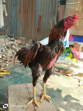 Ayam Bangkok manggon