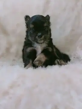 Jual Chihuahua jantan