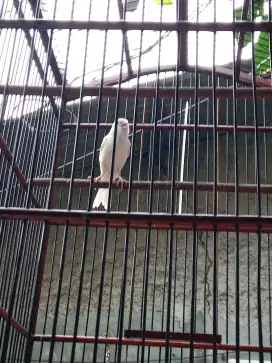 Jual aja nih kenari warna putih loper harian rajin bunyi