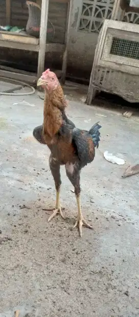 Ayam bangkok jago