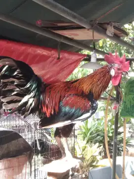 Ayam ketawa durpan/dursam gacor