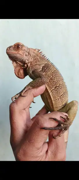 Iguana tored 2 ekor
