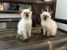 Kitten himalaya usia 5 bulan
