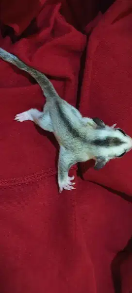 Sugar Glider White Face (WF)