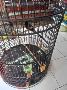 Burung murai medan