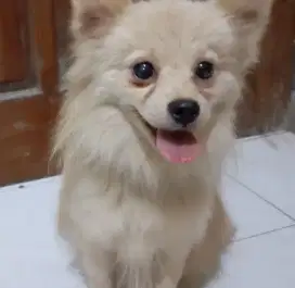 Dijual Anak Pomerian Betina 8 Bulan