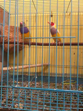 Burung Gould amadin sepasang