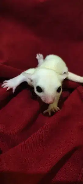 Sugar Glider White Mozaik