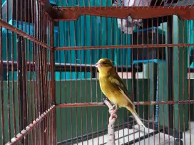 Kenari AFS gacor ngerek suara antik