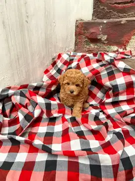 Male Toy Poodle