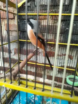 Burung cendet gacoran lot