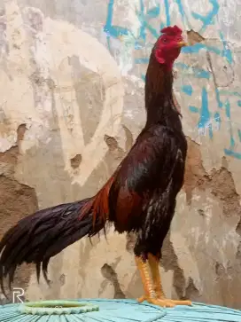 Ayam birma asli