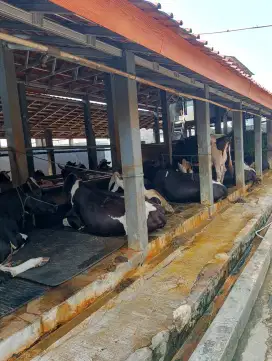 Di jual susu sapi murni