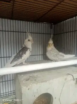 Sepasang Burung Parkit Australian (Jantan & Betina) Umur 10bln