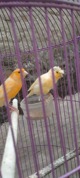 Kenari Gloster dan AFs
