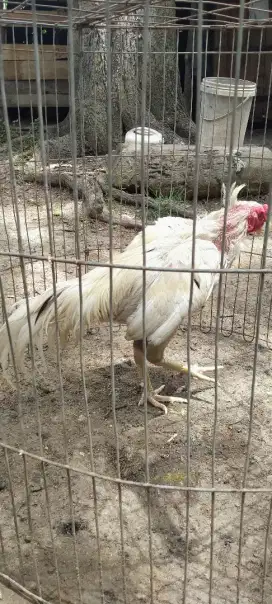 Ayam khusus pacek