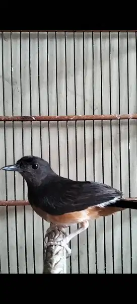 Murai betina produksi trah juara
