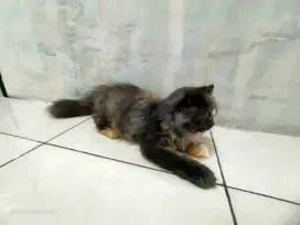 Kitten persia betina 4bulan sehat gembul longhair