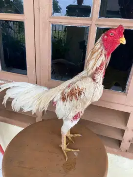 Jual Ayam khoyngon