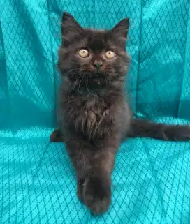 Lepas Adopsi Kitten Persia Jantan