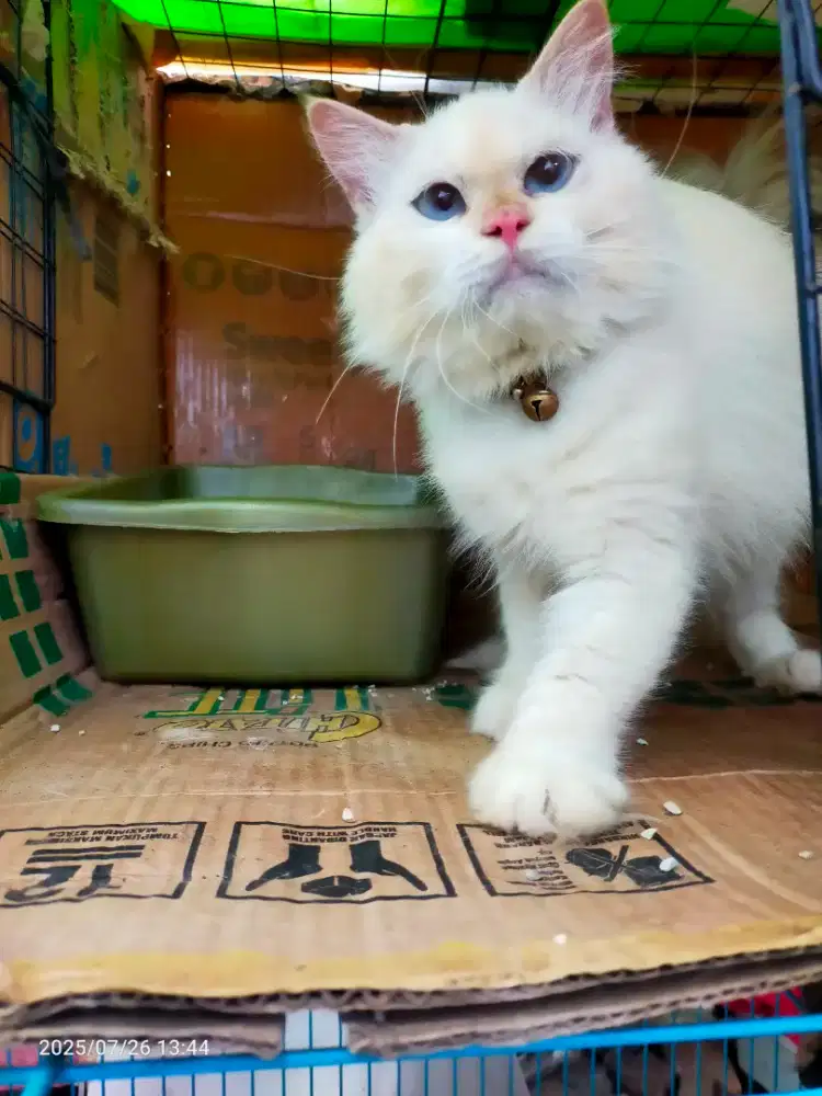 Persia Himalaya pejantan sehat gemuk