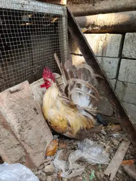 Sepasang ayam kate