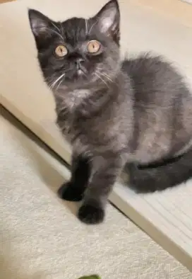 Kitten BSH  Black Solid Betina