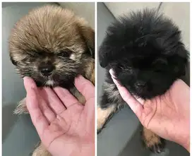 Shihtzu anjing anakan