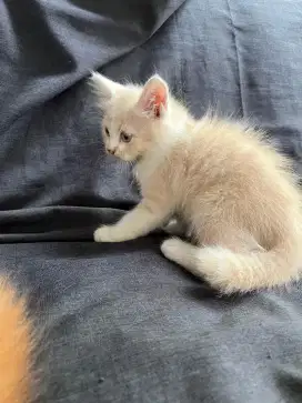 Kucing kitten umur 3 bulan lucu