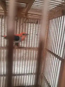 Burung kemade jawa