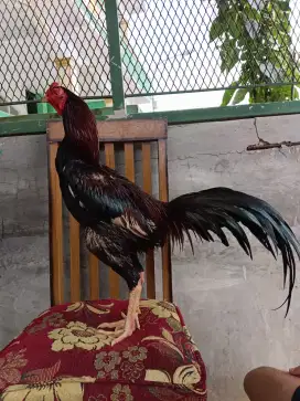ayam bangkok selatan