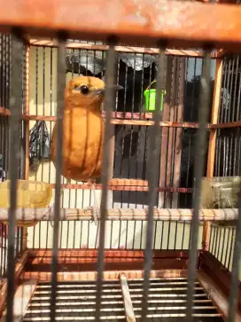 Burung Anis merah